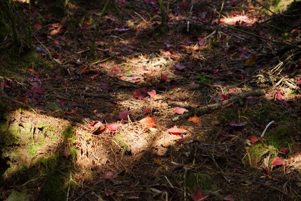 台中和平區 鳶嘴西稜下稍來南稜_1968157