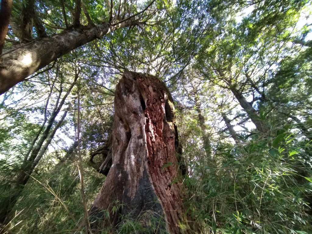嘉義 阿里山 兒玉山、東水山、北霞山_1486751