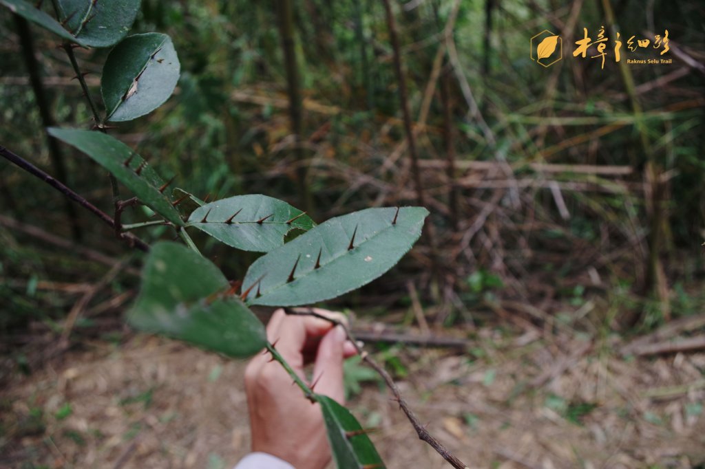 樟之細路 | 09/21砍草任務_686386
