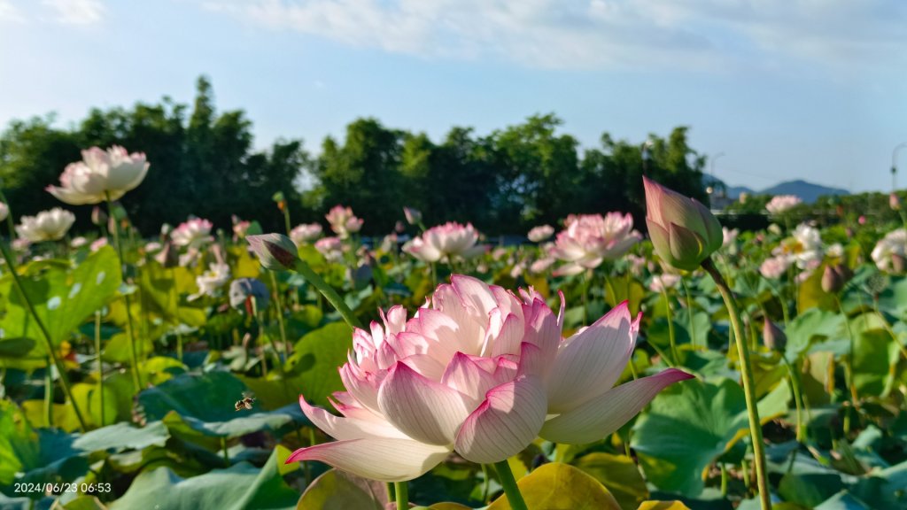 天龍國阿伯的日常-雲山水花鳥蝶 6/23_2532516