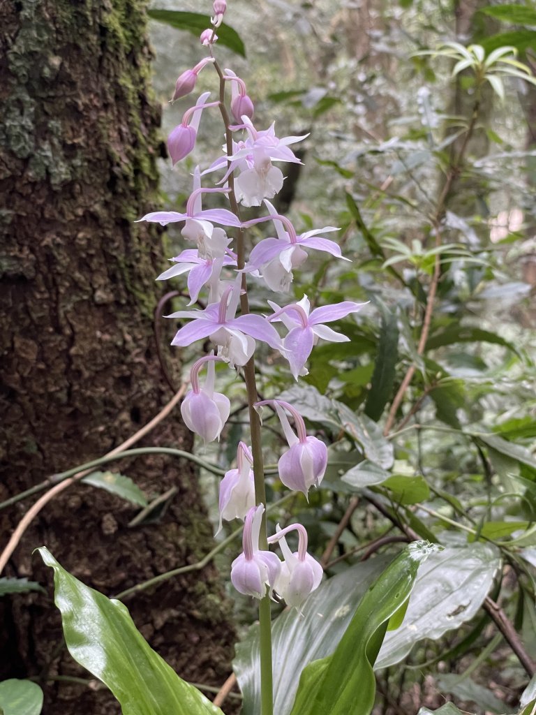 喜遇水晶蘭及翹距根結蘭-北得拉曼巨木步道1110310_1636135