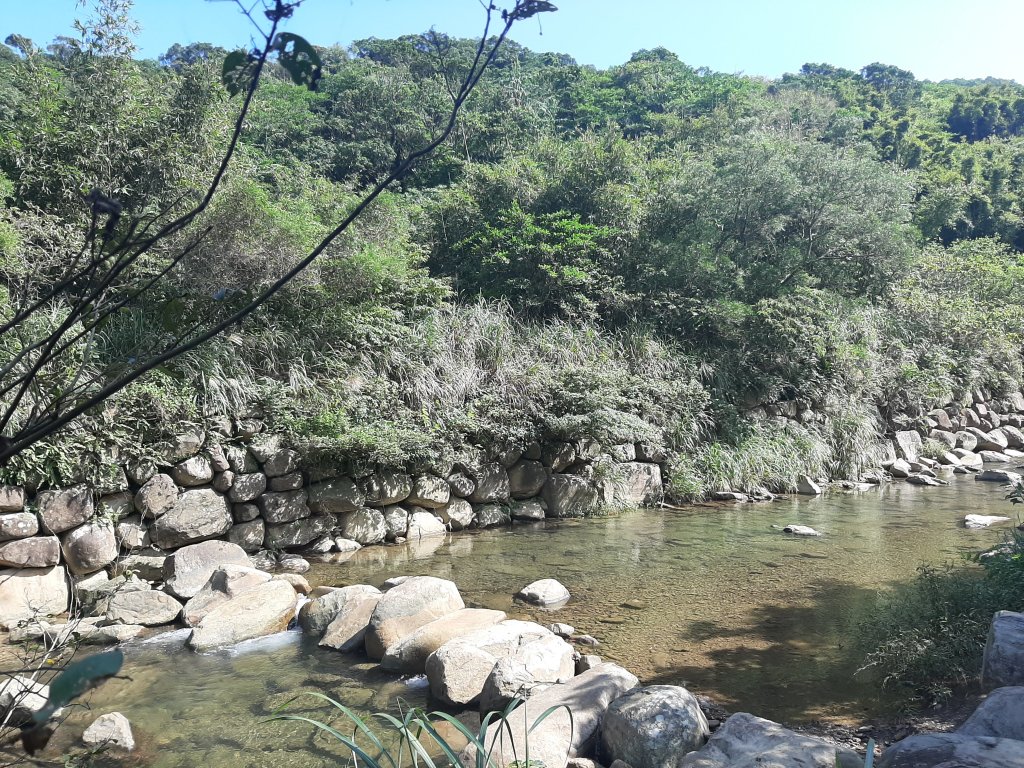 草嶺古道芒花季_1148916