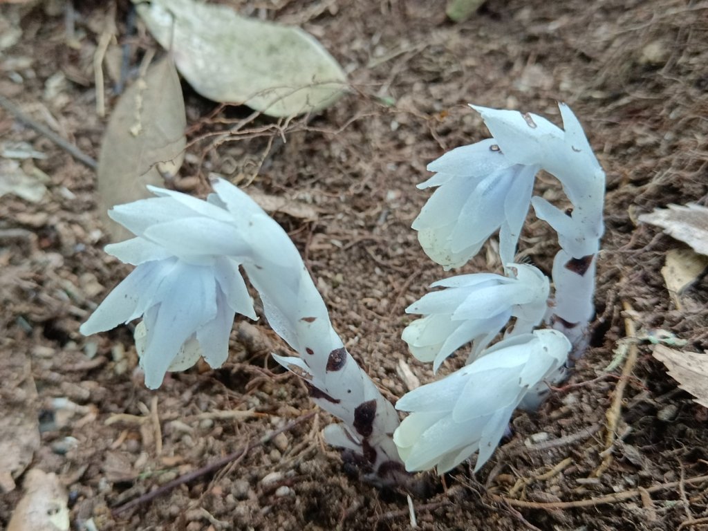 溪頭鳳凰山（米堤飯店香蕉園登山口）_2076422