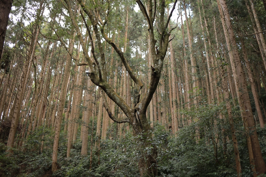 鳶嘴西稜：長壽山連走崠醜山_257104