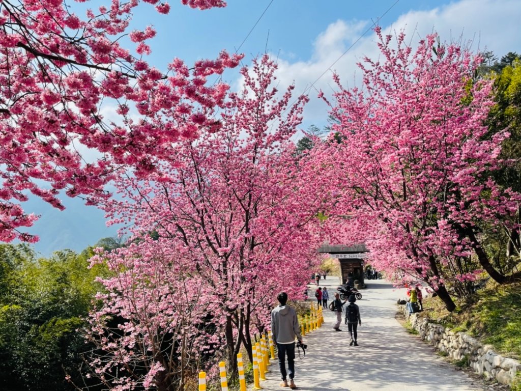 1100219司馬庫斯櫻花_1277779