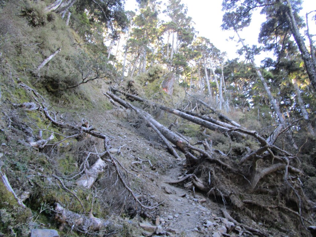 八通關山、八通關山西峰、秀姑巒山_526387