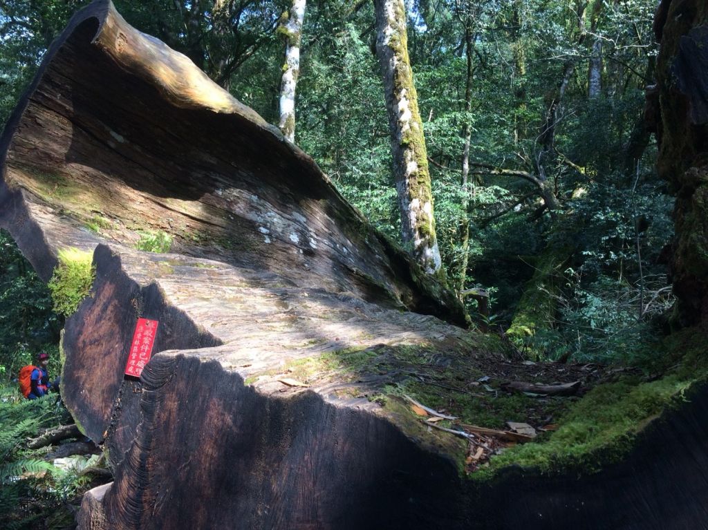 米羅山之木_292666