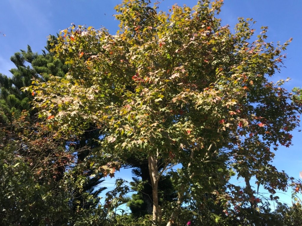 細道邦山 馬那邦山_464920