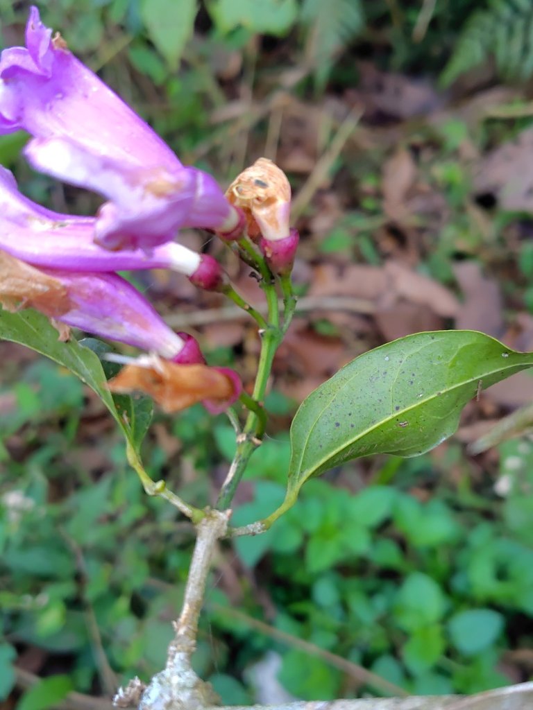 苗栗關刀山_2975064