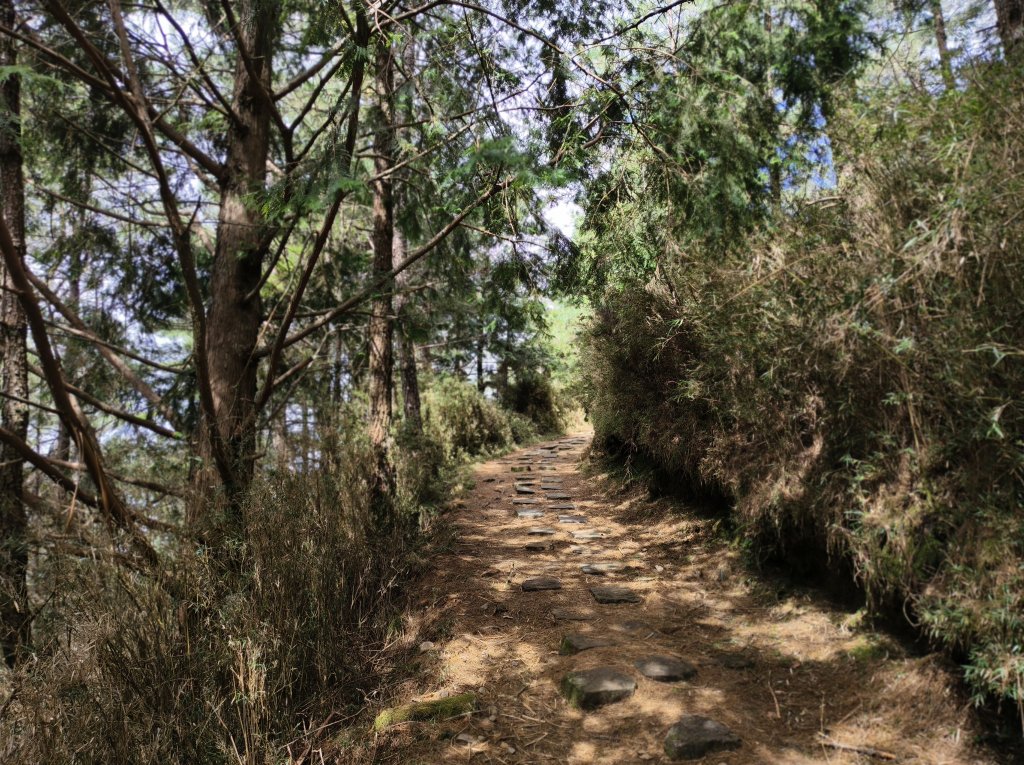 [玉山尋寶任務-09/12] 2025_0928 麟趾山步道_2899931