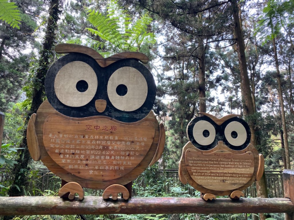 20191109貓仔們之溪頭森林步道探索_757168