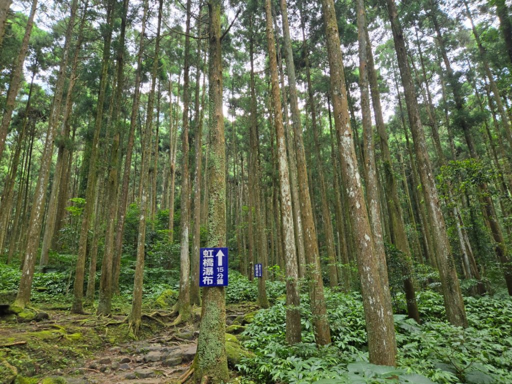 馬武督探索森林、外鳥嘴山_2860599