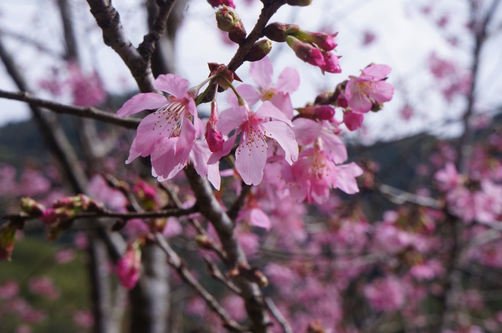 現在來石壁風景區九芎神木區賞花正是時候！_1614783