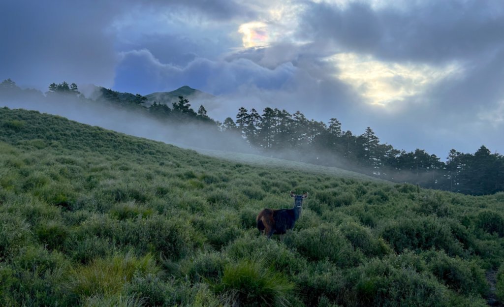 磐石山的水鹿_1777267