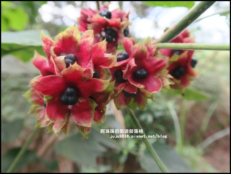 苗栗。火炎山登山步道。賞惡地大峽谷美景_633396