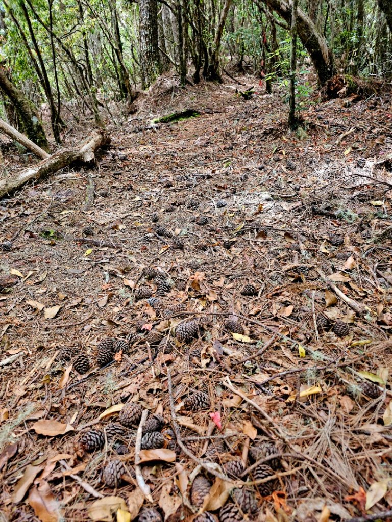 卡拉寶山-小百岳#86-花蓮縣秀林鄉_2796164