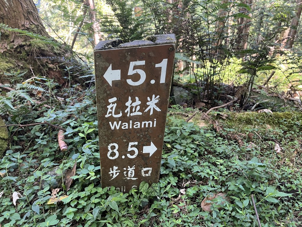 [玉山尋寶任務-03/12] 2025_0810 瓦拉米步道_2857664