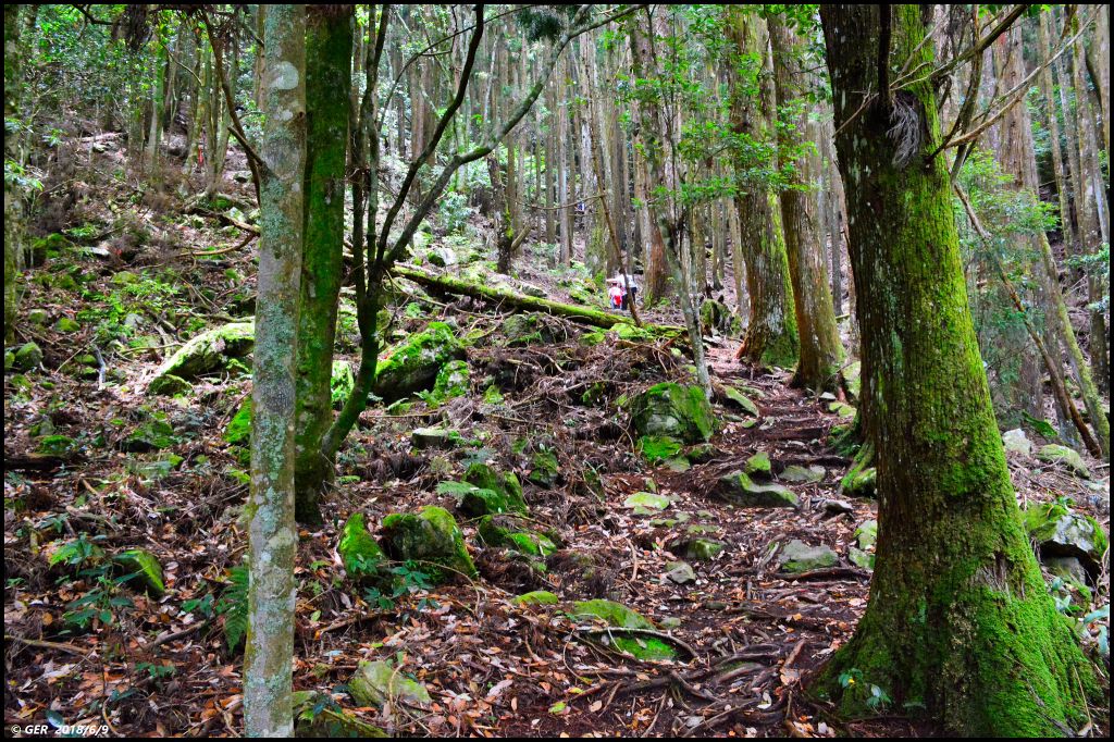 馬崙山..華麗的森林步道..谷關七雄 _350492