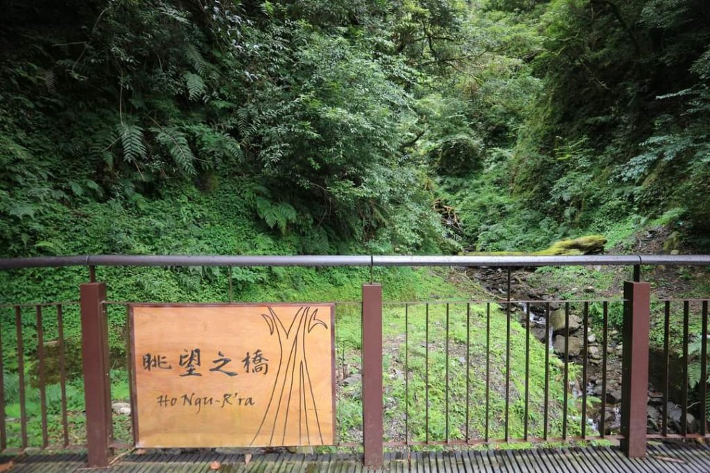 〔桃園復興〕拉拉山巨木，史詩級魔幻森林，75公頃紅檜 扁柏森林浴_2236958