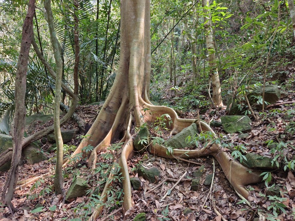 暗影山（酒桶山）台中小百岳_2107789