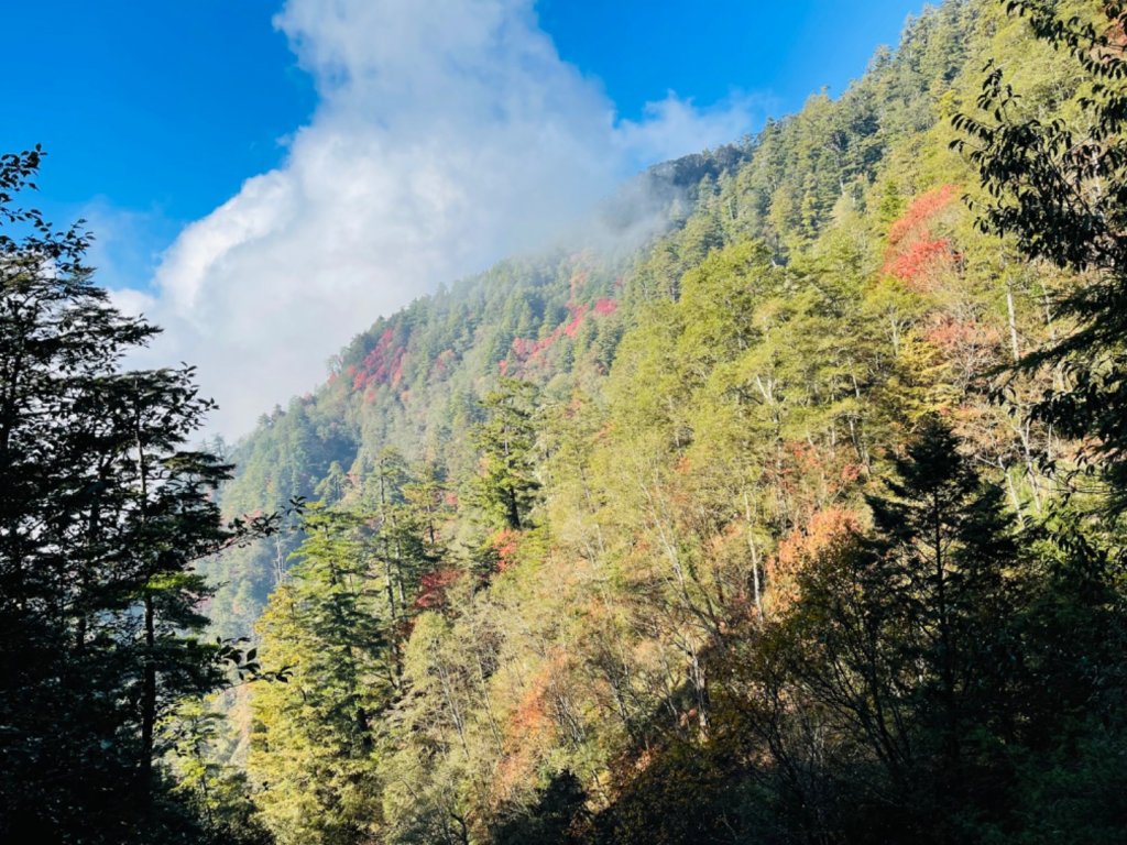 1101211大雪山230林道9.2k/雪山西稜登山口_1546402