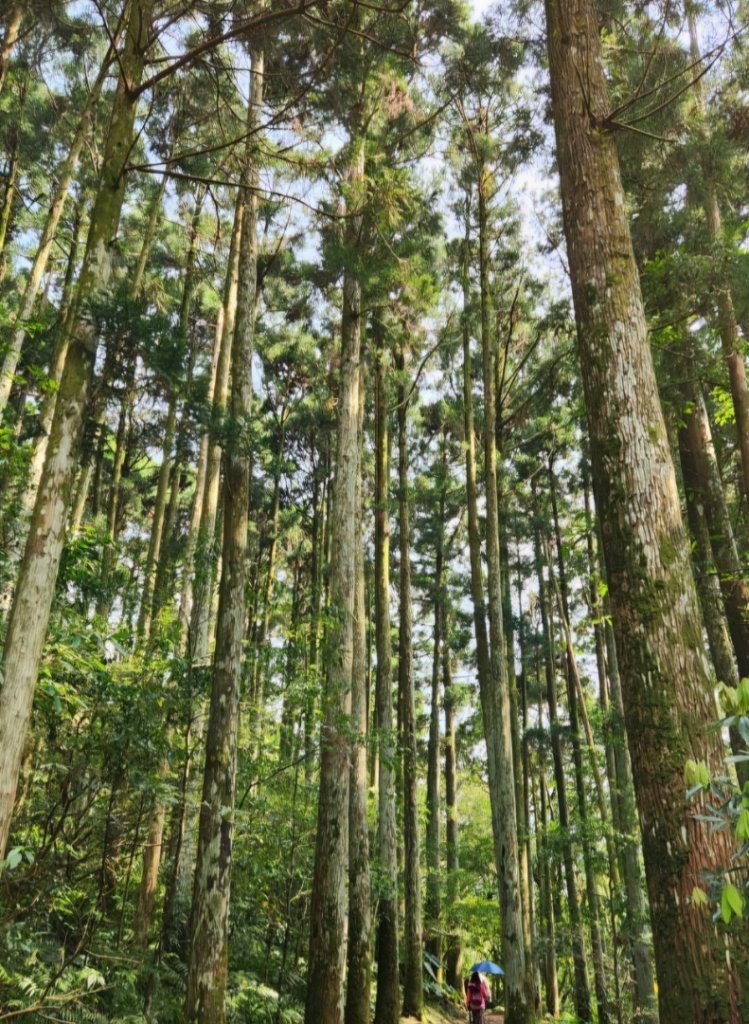 【中級山縱走】志繼山，東眼山，拉卡山，卡外山，東滿步道_2742547