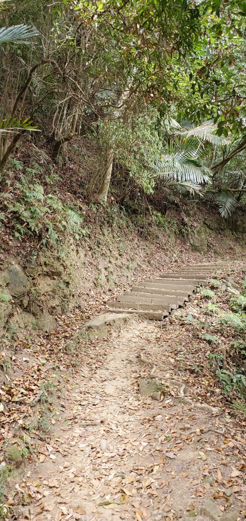 2020-11-29獅山古道_1381069