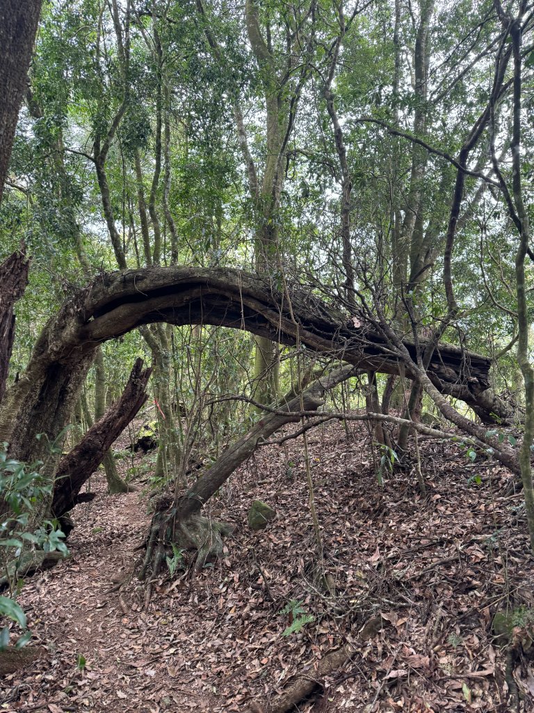 特富野古道到梯子板山_2468894