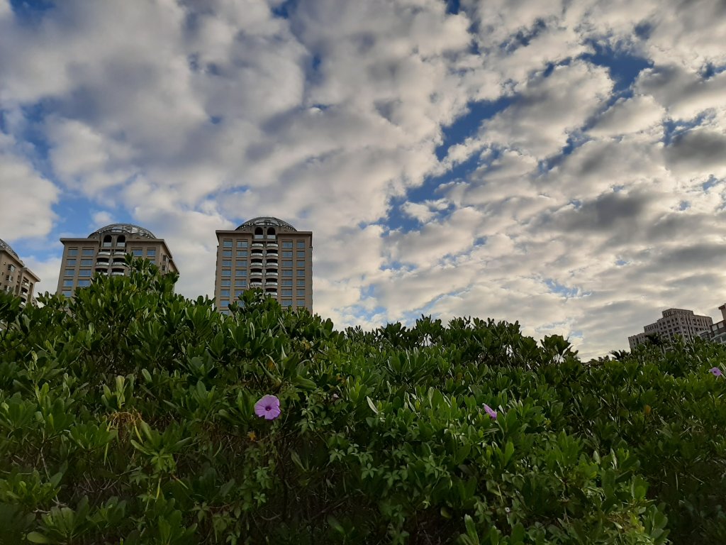 紅樹林生態步道 - 全臺最大的水筆仔森林_776006