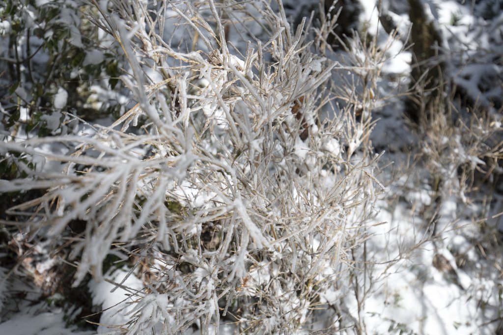 【塔曼山】雪季的糖霜白雪森林_1234631
