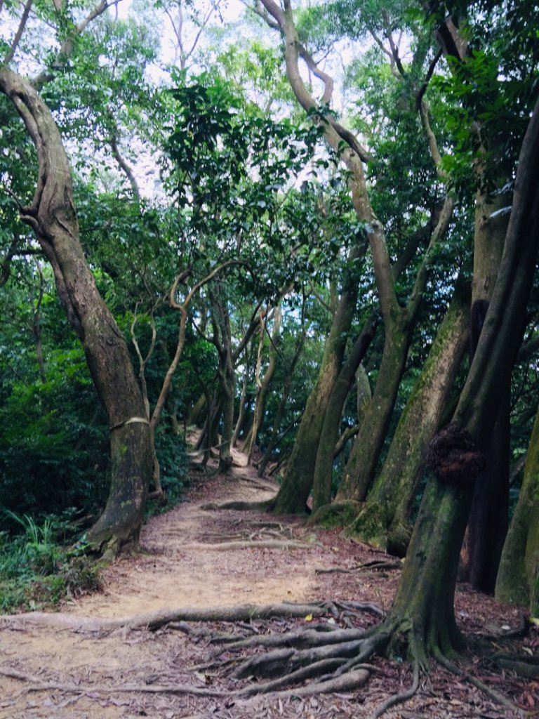 鳶山東峰-鳶尾山-長春嶺_596693