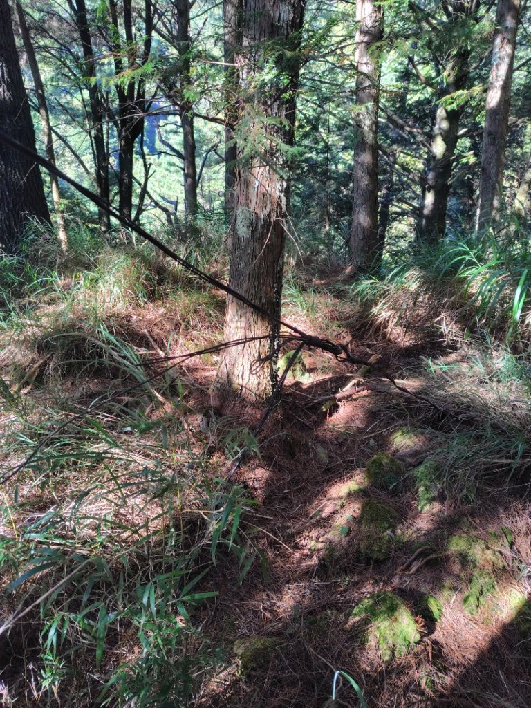 大雪山森林遊樂區 遊客中心 小神木 北三錐山 平石山西北峰_2952999