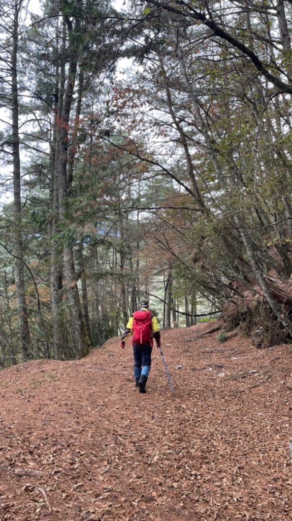 對關追龍貓🚌_1967754