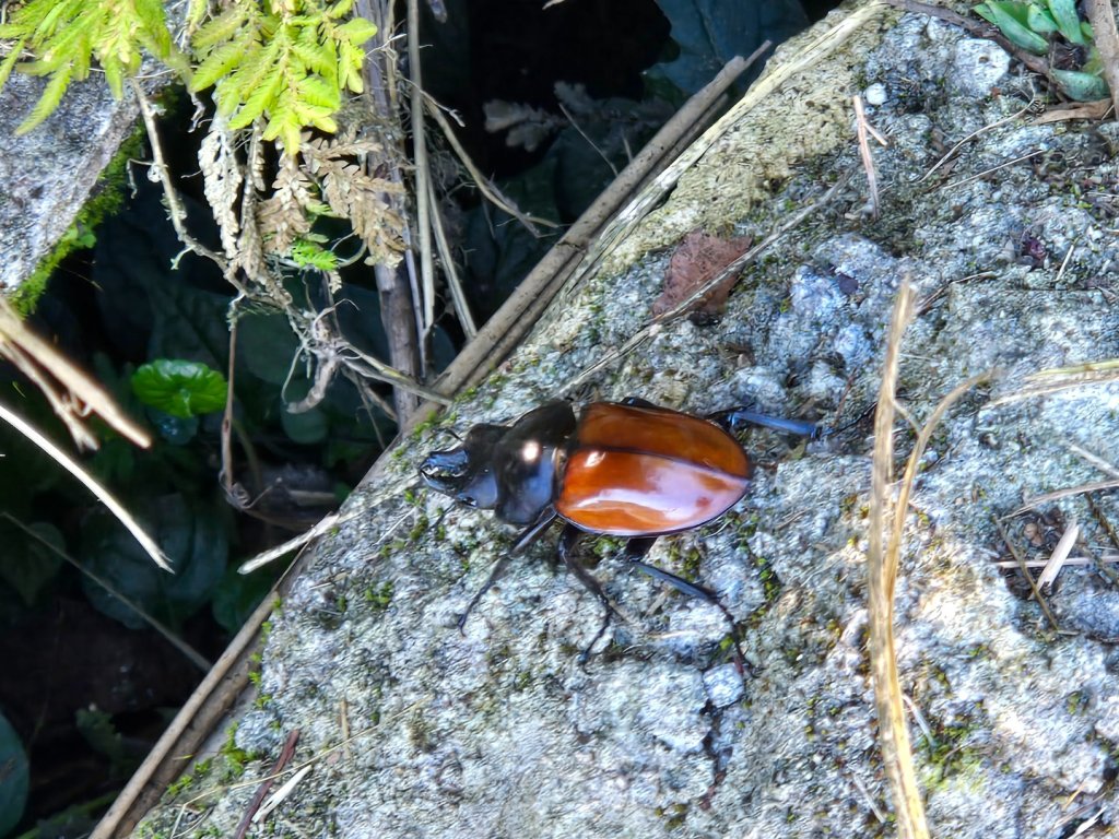 大屯主峰-連峰步道環形（小百岳）_2904318