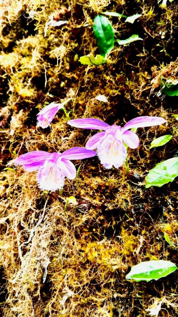 卡保石壁一葉蘭（耘夢谷上逐鹿山下O走）_2809504