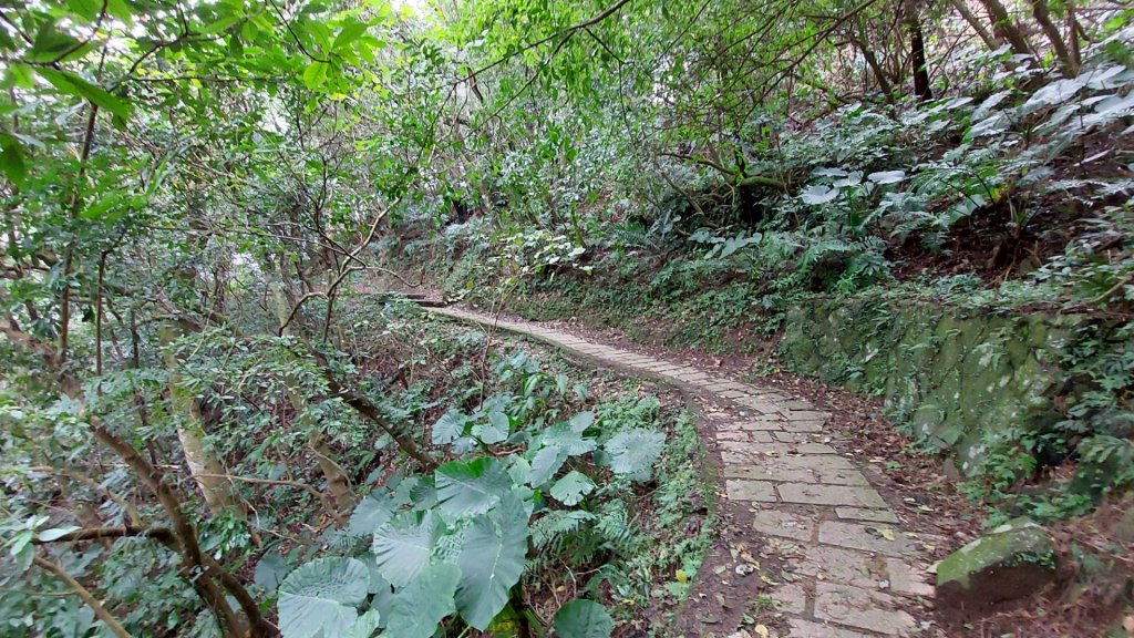 坪頂古圳山上走走封面圖