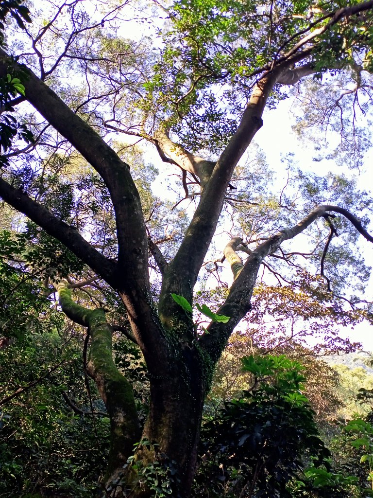 桃園蘆竹五酒桶山步道【看健臺灣】_1968633