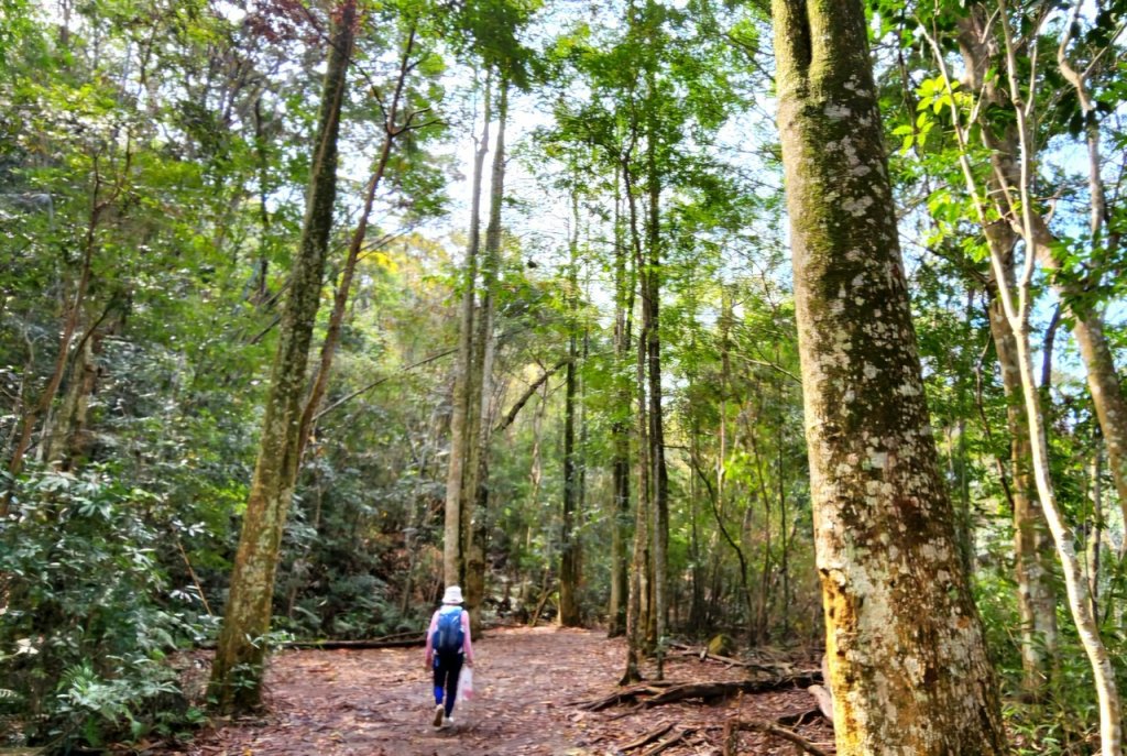【中級山】天梯直上雲霄，一切美景盡在眼底，谷關七雄白毛山_2742422