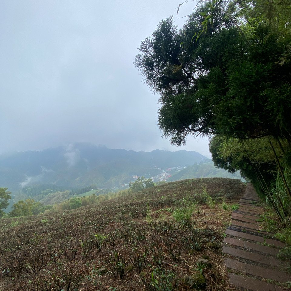 20240505梨子腳山步道_2498623