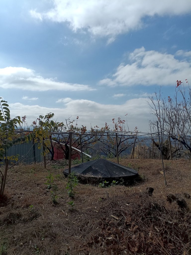 穿霧隘勇線-中三鹿_2991744