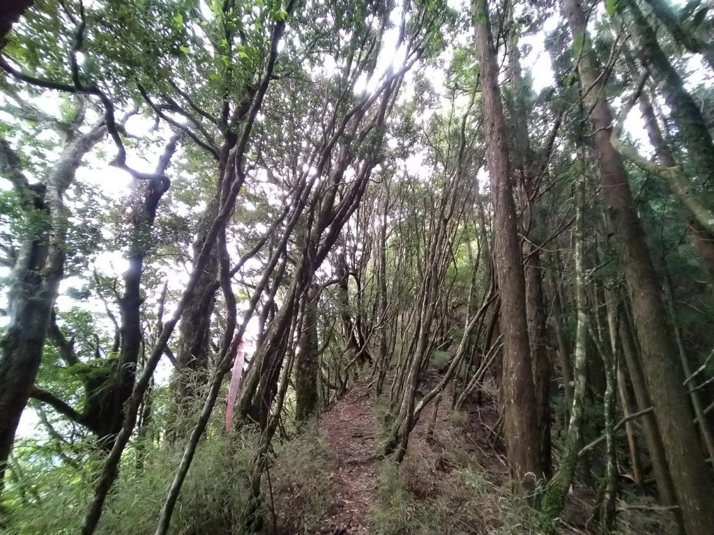 嘉義 阿里山 兒玉山、東水山、北霞山_1486716