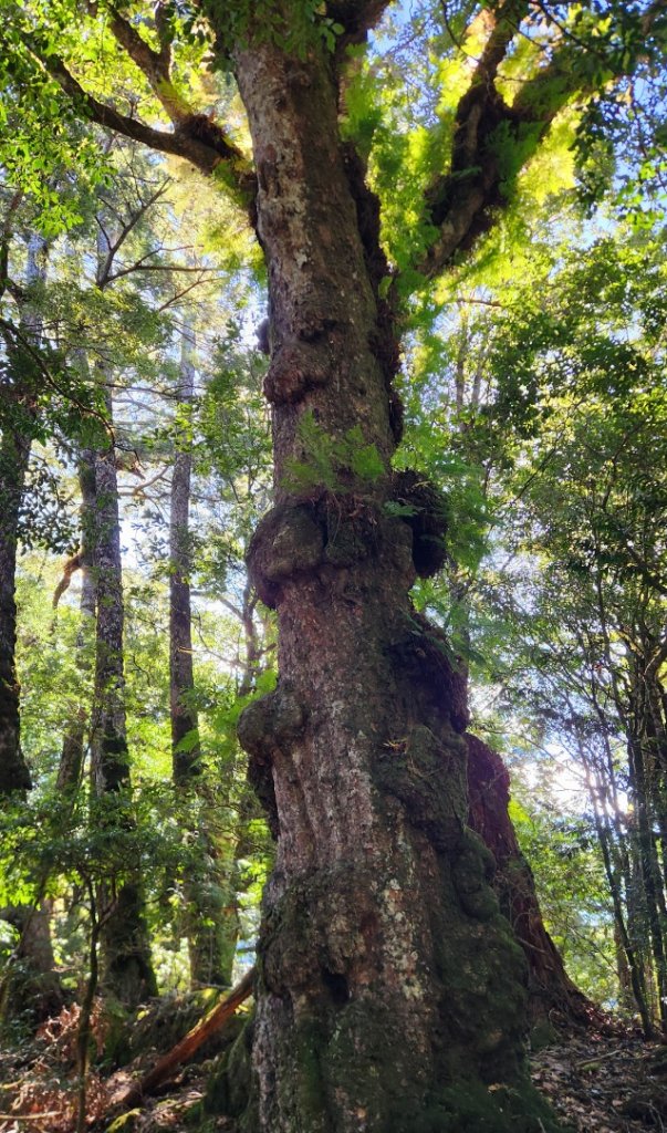 【中級山縱走】羅馬縱走，走進神木的夢幻童話森林世界_2943230