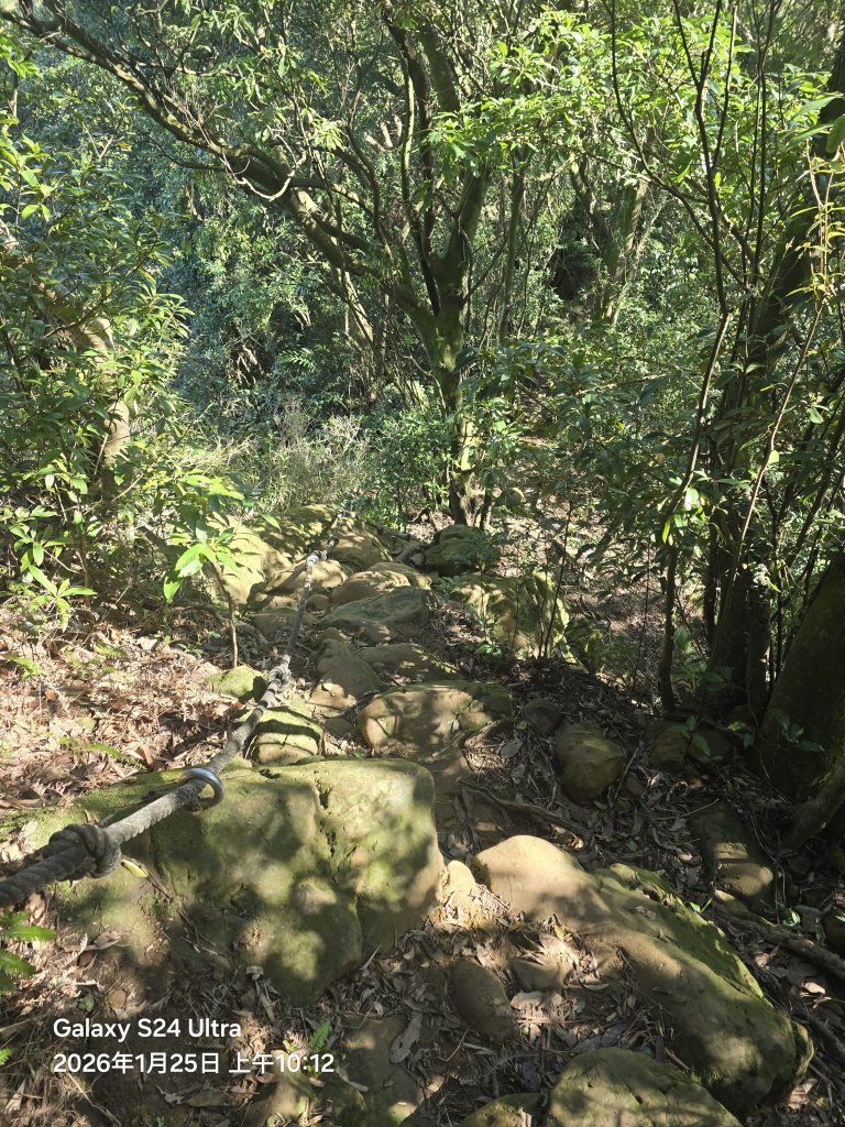 2026-01-25微笑山線：【天上山系】望月亭桐花段_2988223