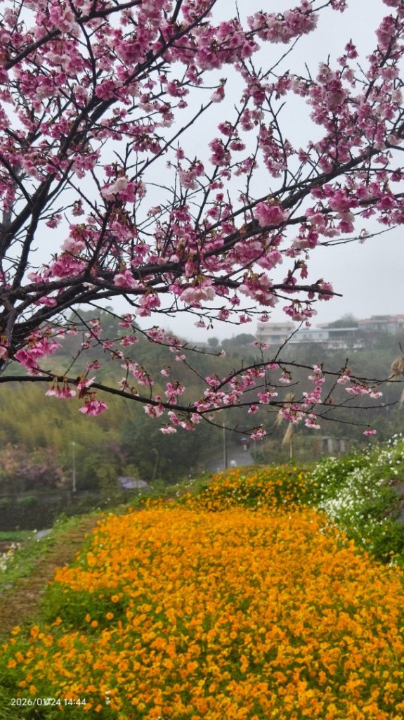 #平菁街 #鵝尾山梯田 #廣佑聖王廟 #寒櫻巷 #夕陽 1/24&25_2987061