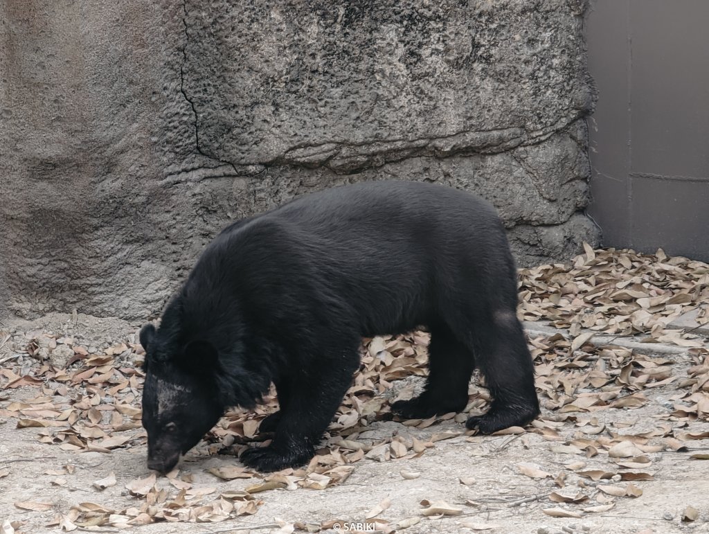 【高雄鼓山】高雄南柴山 - 壽山動物園健行_2026348