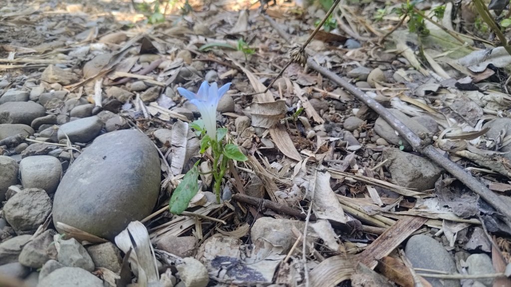 彰化社頭鄉十八彎古道連走中央嶺造林步道、橫山觀日步道、山湖步道_2713286