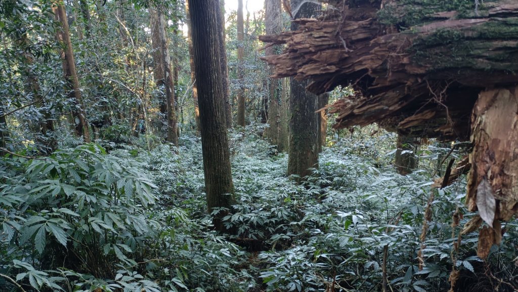 崩棚山探勘歷險記2023年1月13日_1992509