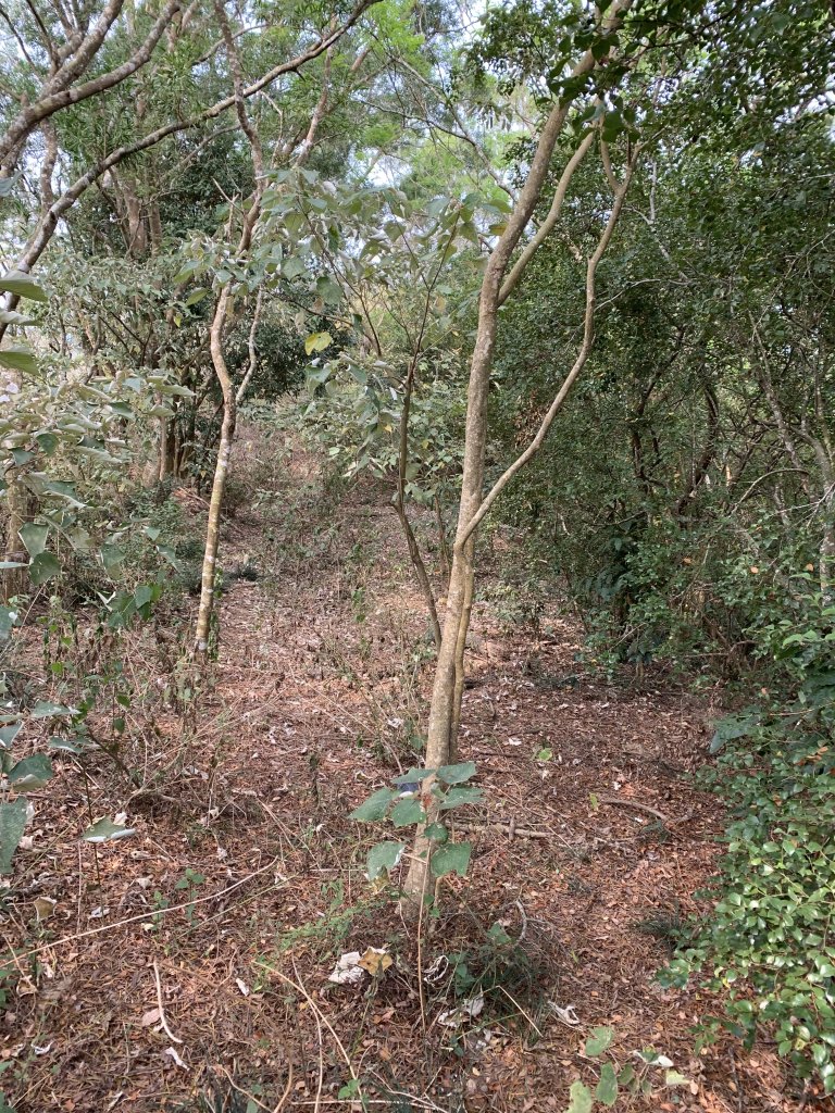 20250404屏東北獅子頭山-霧里乙山_2757406