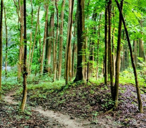 嘉義蘭潭後山步道封面圖