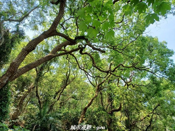 【台中外埔】高鐵觀景台、綠樹成蔭下賞桐花。 外埔水流東桐花步道_2136877